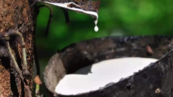 Cập nhật giá cao su hôm nay 1/1: Thị trường Nhật Bản tiếp đà tăng