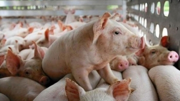 Giá thịt lợn hôm nay 2/1: Đi ngang