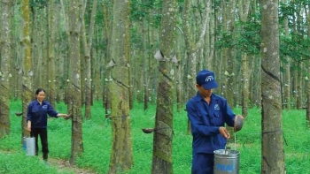 Cập nhật giá cao su hôm nay 2/1: Sàn Thượng Hải tiếp tục sụt giảm