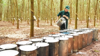 Cập nhật giá cao su hôm nay 4/1: Xu hướng đi xuống