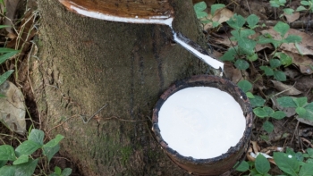 Cập nhật giá cao su hôm nay 5/1: Đồng loạt tăng