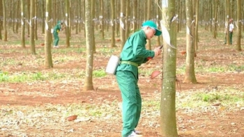 Cập nhật giá cao su hôm nay 6/1: Tăng mạnh