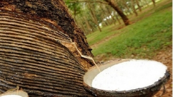 Cập nhật giá cao su hôm nay 8/1: Tiếp đà tăng