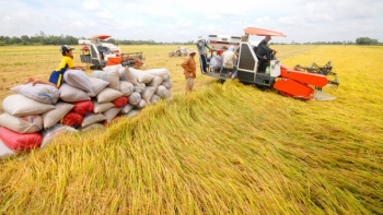 Cập nhật giá gạo hôm nay 10/1: Duy trì ổn định