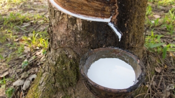 Cập nhật giá cao su chiều nay 11/1: Tăng nhẹ trên sàn Thượng Hải