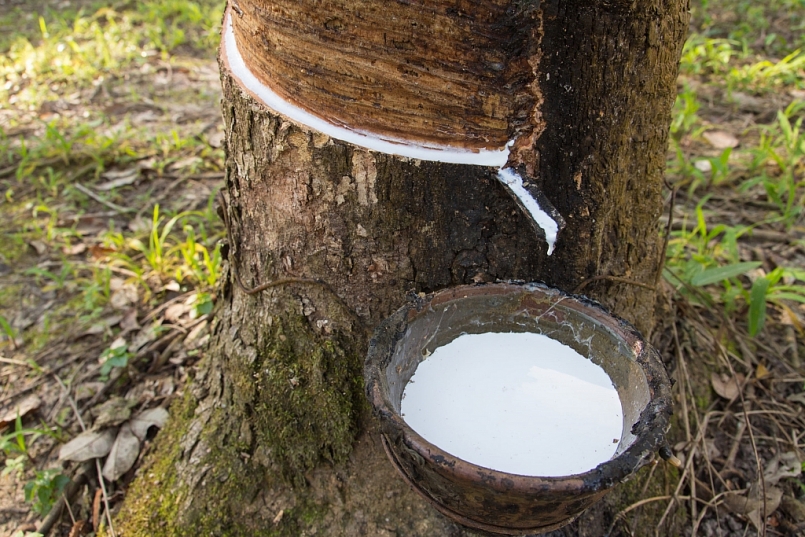 Cập nhật giá cao su chiều nay 11/1: Tăng nhẹ trên sàn SHFE Thượng Hải