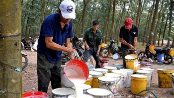 Cập nhật giá cao su hôm nay 12/1: Tiếp đà tăng nhẹ