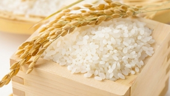 Cập nhật giá gạo hôm nay 12/1: Duy trì ở ngưỡng cao