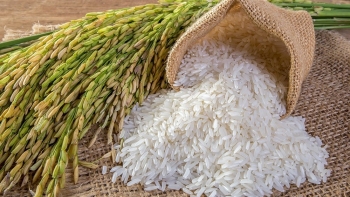 Cập nhật giá gạo chiều nay 12/1: Tăng ở một số chủng loại