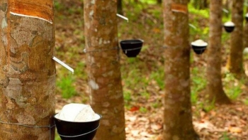 Cập nhật giá cao su hôm nay 13/1: Quay đầu giảm đồng loạt