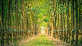 Cập nhật giá cao su hôm nay 14/1: Khởi sắc