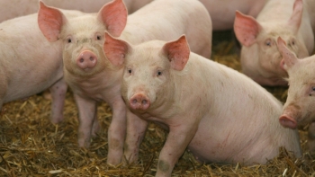 Giá thịt lợn hôm nay 14/1: Điều chỉnh tăng trên cả 3 miền