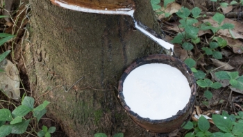 Cập nhật giá cao su hôm nay 16/1: Tăng mạnh trên sàn Thượng Hải