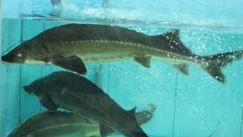 Phó Thủ tướng chỉ đạo xử lý thông tin báo chí nêu về nhập khẩu cá tầm