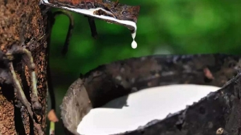 Cập nhật giá cao su hôm nay 19/1: Thị trường thế giới giữ ở mức cao