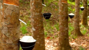 Giá cao su hôm nay 20/1: Trái chiều giữa các sàn