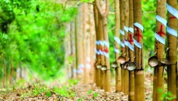 Giá cao su hôm nay 21/1: Tiếp tục giảm