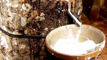 Giá cao su hôm nay 22/1: Lao dốc