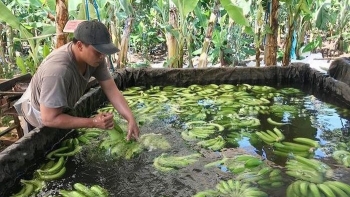 Đồng Nai: Phát hiện chuối ngâm nước, phun thuốc bảo quản