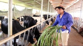 Tiếp tục giải ngân chương trình tín dụng đối với hộ mới thoát nghèo