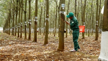 Giá cao su hôm nay 25/1: Giảm sâu