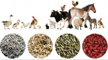 Xuất khẩu thức ăn chăn nuôi của Việt Nam tăng 16,98% trong năm 2020