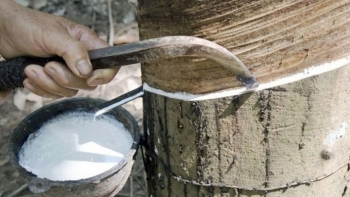Giá cao su hôm nay 26/1: Dao động trái chiều trên các sàn