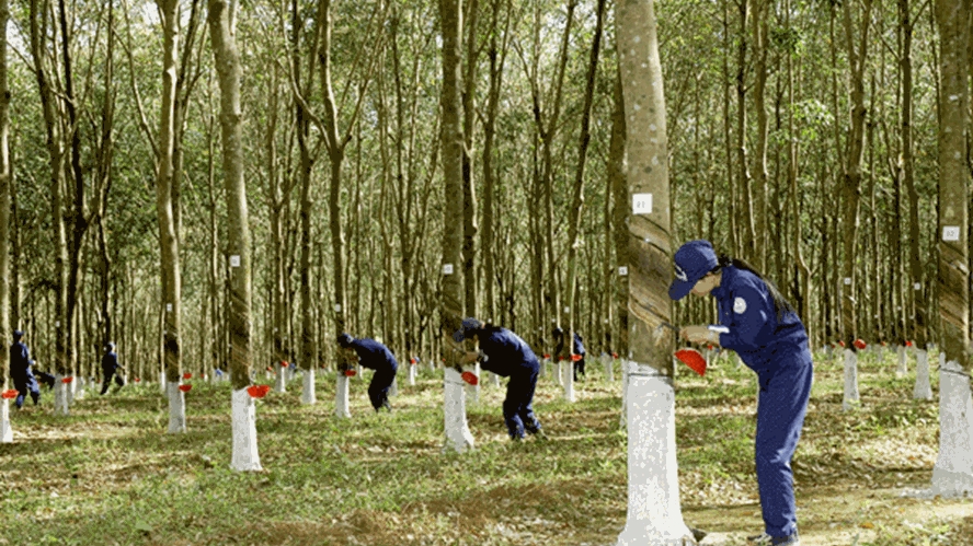 Giá cao su hôm nay 28/1: Giảm đồng loạt