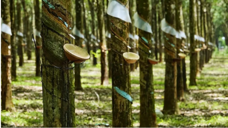 Giá cao su hôm nay 30/1: Quay đầu tăng đồng loạt