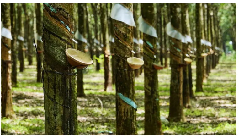 Giá cao su hôm nay 30/1: Quay đầu tăng đồng loạt