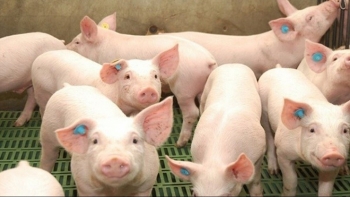 Giá thịt lợn hôm nay 31/1: Không vượt mốc 84.000 đồng/kg