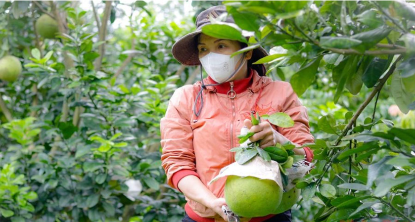 Trái bưởi Việt Nam sắp "bay" sang thị trường Mỹ