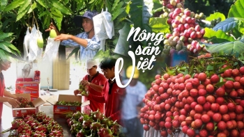 Nông sản Việt Nam "hái quả ngọt" từ Hiệp định EVFTA