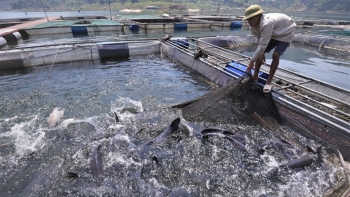 Hỗ trợ 102 tỷ đồng để phát triển thủy sản