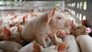 Cập nhật giá lợn hơi hôm nay 8/1/2022: Duy trì đà tăng