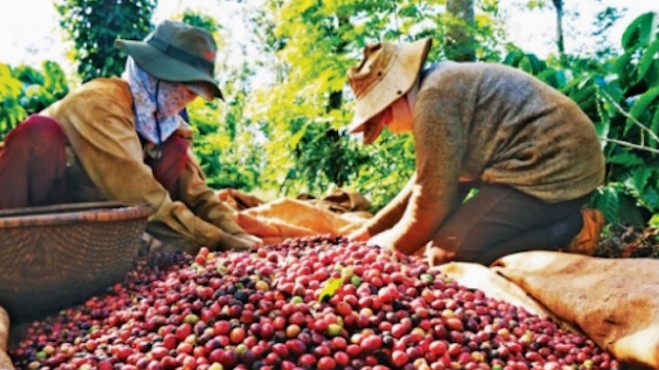 Xuất khẩu cà phê sang EU năm 2022 sẽ khởi sắc nhờ "đòn bẩy" EVFTA
