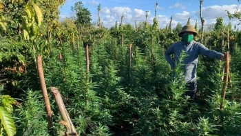 Trồng các loại cây có chứa chất ma túy bị phạt đến 10 triệu đồng