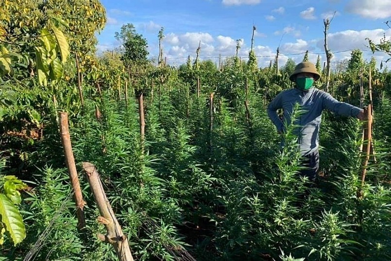 Trồng các loại cây có chứa chất ma túy bị phạt đến 10 triệu đồng