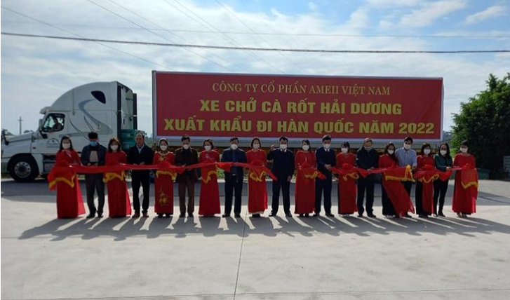 Hải Dương xuất khẩu 500 tấn cà rốt sang Hàn Quốc