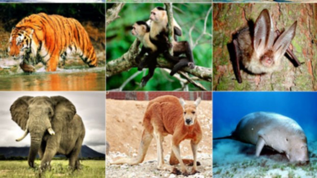 Tăng cường công tác quản lý, bảo vệ các loài động vật hoang dã