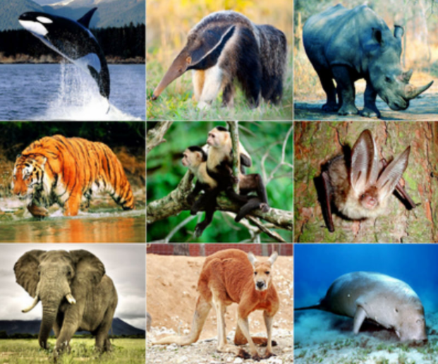 Tăng cường công tác quản lý, bảo vệ các loài động vật hoang dã