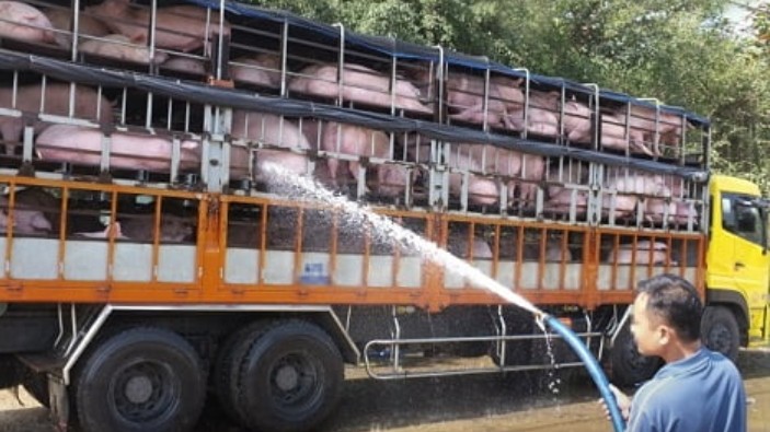 Campuchia tạm dừng nhập khẩu lợn từ Việt Nam