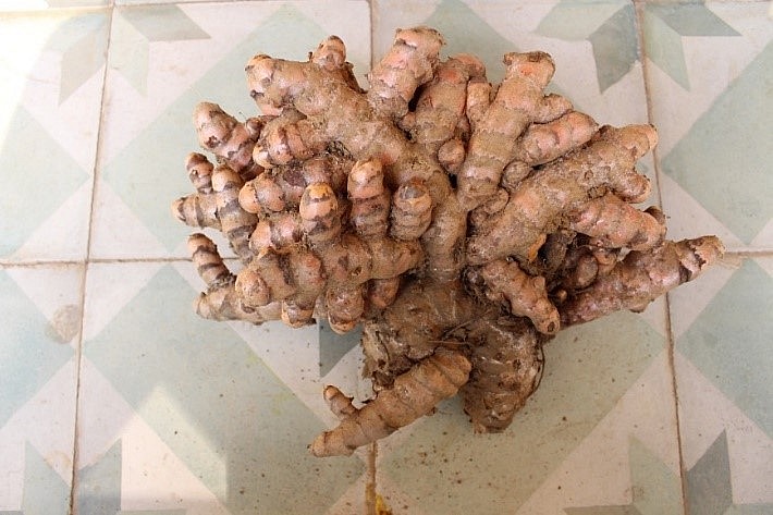 Khóm củ nghệ vàng khi thu hoạch