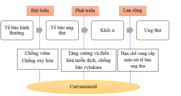 Tác dụng của curcuminoid.