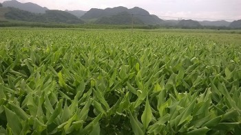 Sản xuất Curcumin tự nhiên từ củ nghệ vàng Curcuma Longa L.