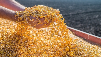 Nhập khẩu 10,03 triệu tấn ngô trong năm 2021