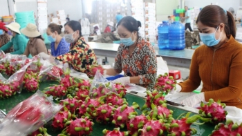 Xúc tiến xuất khẩu Thanh Long Việt Nam sang thị trường Ấn Độ