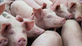Cập nhật giá lợn hơi hôm nay 23/1/2022: Tăng mạnh trong tuần