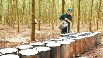 Cập nhật giá cao su hôm nay 29/01/2022: Tăng giảm trái chiều