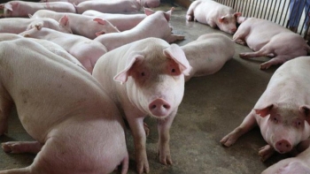 Cập nhật giá lợn hơi hôm nay 30/1/2022: Một tuần tăng mạnh